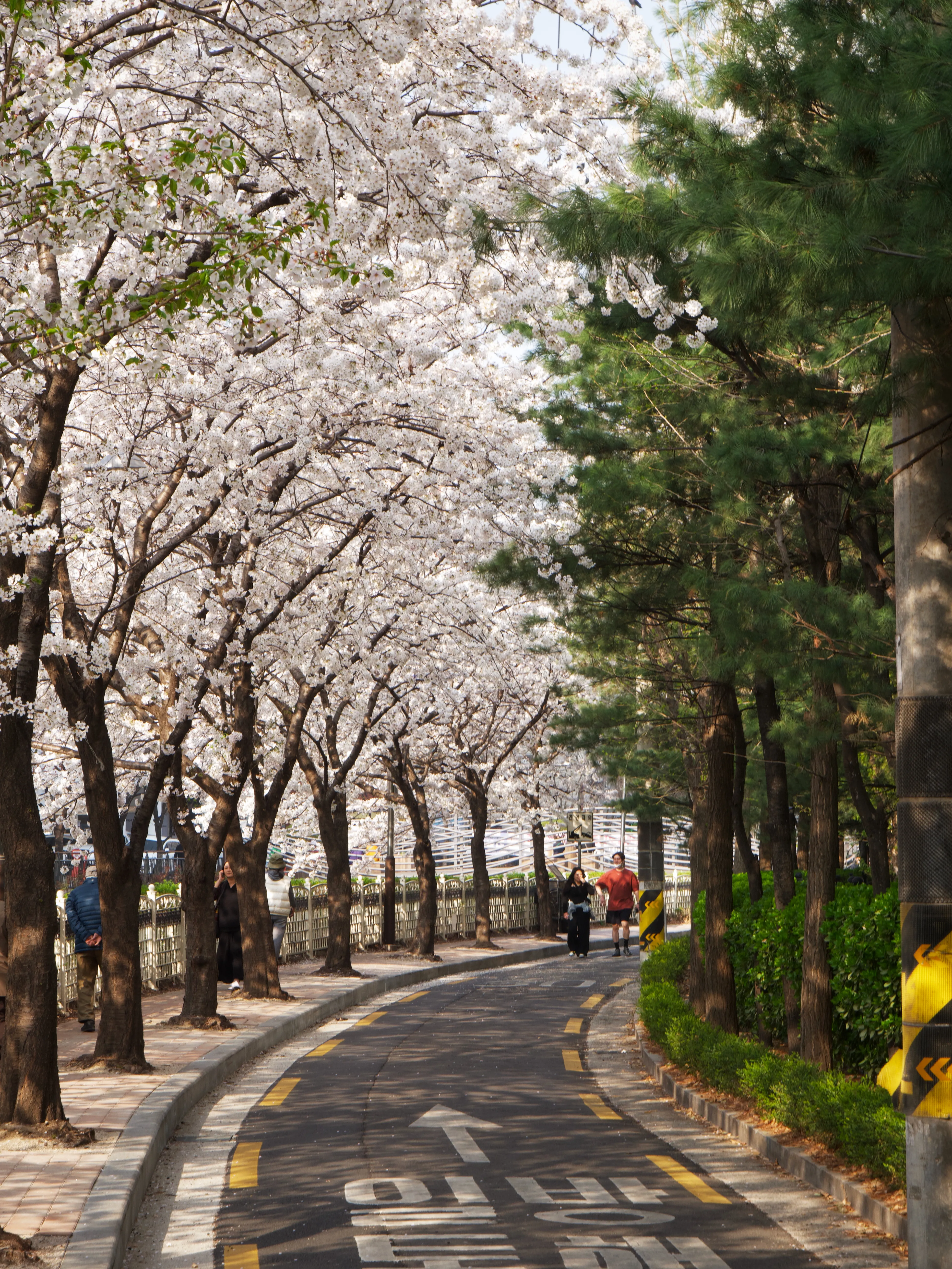 Cherry Blossoms Gallery - Picture 10